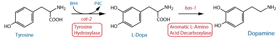 dopamine synthesis