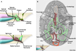 MaleProcFIG12AB