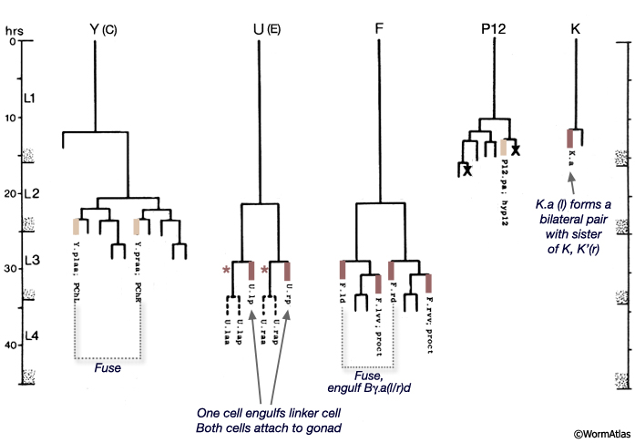 MaleProcFIG 4 F, Y, U, K', K and P12 cells contribute to the proctodeum