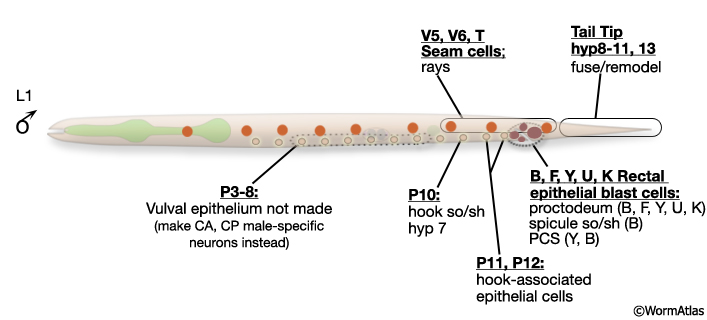 MaleEpiFIG 2 L1 origin of adult male epithelial system cells