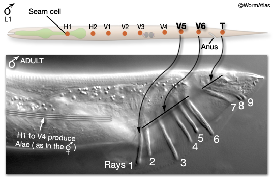 MaleHypFIG 1 L1 seam cells V5, V6 and T produce rays in the male