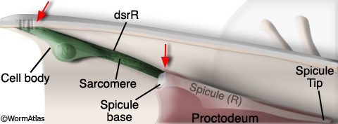 MaleMusFIG 24: Spicule retractor muscle.