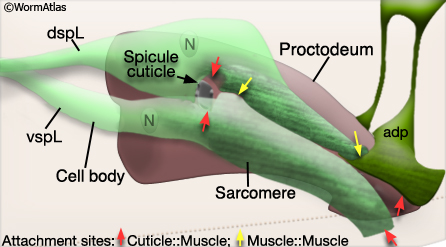 MaleMusFIG 28: Spicule protractor muscle.