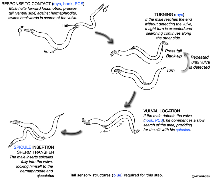 MaleNeuroFIG 3 Roles of sensilla in male mating behavior