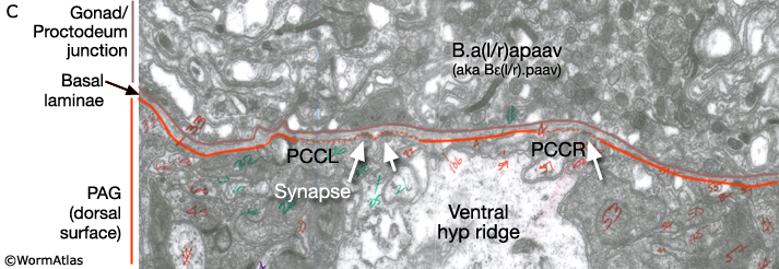 MalePCSFIG 4C PCS axons innervating gonad