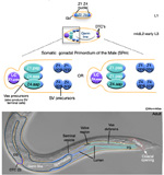 MaleReproFIG2