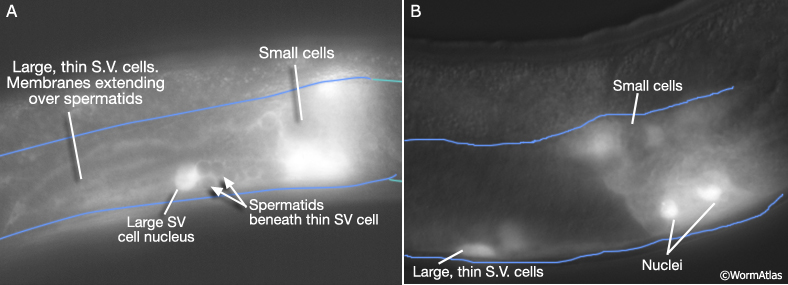 MaleReproFIG 9 Seminal vesicle cells