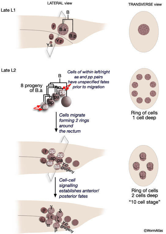 MaleSpicFIG 9 Spicule precursor cell fates