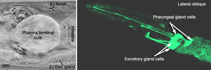 ExcMOVIE 1 2-D reconstruction of excretory gland cells