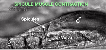 MaleMusMOVIE 2 Spicule muscle contraction